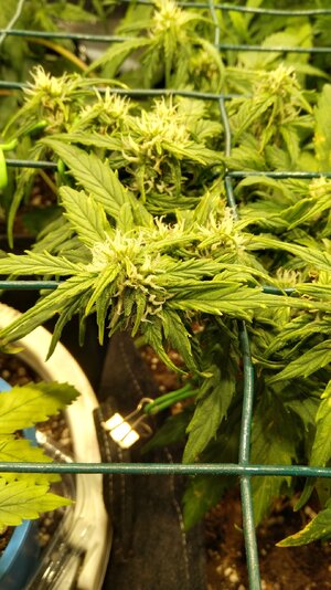 IMG_20231111_073555.jpg IMG_20231111_073555.jpg