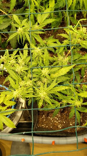 IMG_20231111_073639.jpg IMG_20231111_073639.jpg