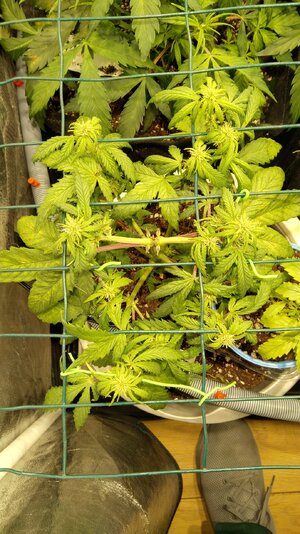 IMG_20231111_073653.jpg IMG_20231111_073653.jpg