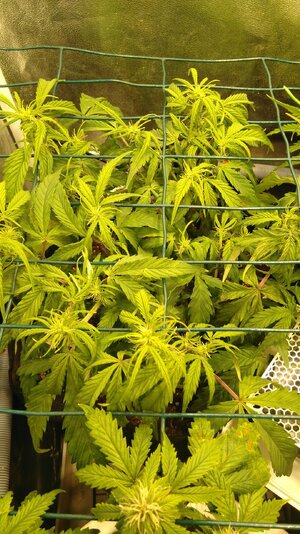 IMG_20231118_094923.jpg IMG_20231118_094923.jpg