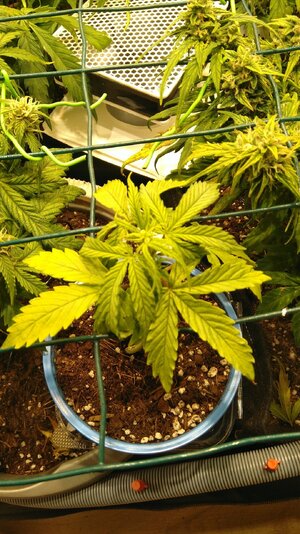 IMG_20231118_094931.jpg IMG_20231118_094931.jpg