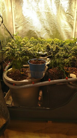 IMG_20231118_095148.jpg IMG_20231118_095148.jpg