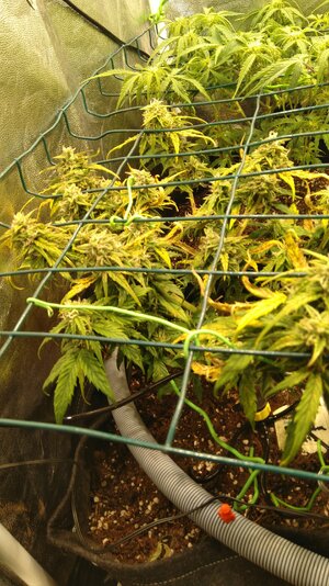 IMG_20231122_065541.jpg IMG_20231122_065541.jpg