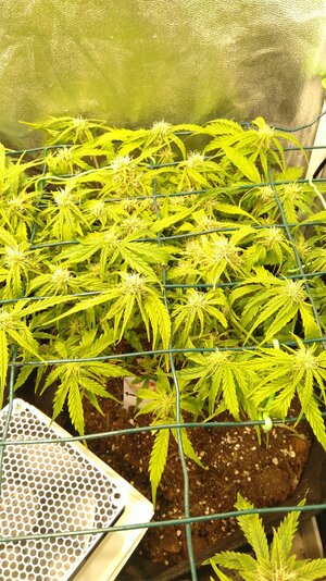 IMG_20231122_065548.jpg IMG_20231122_065548.jpg