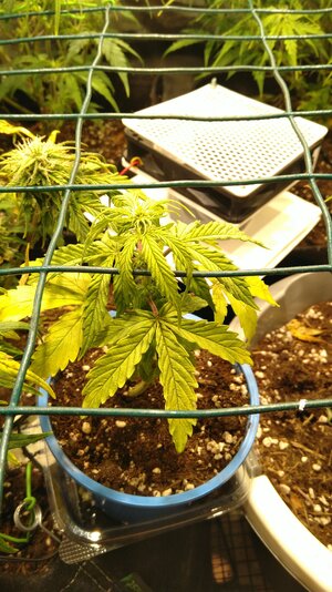 IMG_20231122_065555.jpg IMG_20231122_065555.jpg