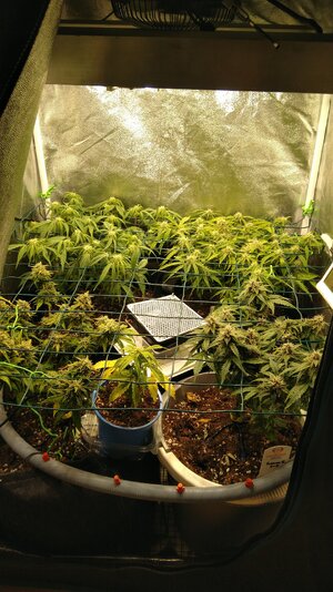 IMG_20231125_065612 (1).jpg IMG_20231125_065612 (1).jpg