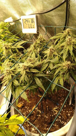 IMG_20231125_065623.jpg IMG_20231125_065623.jpg