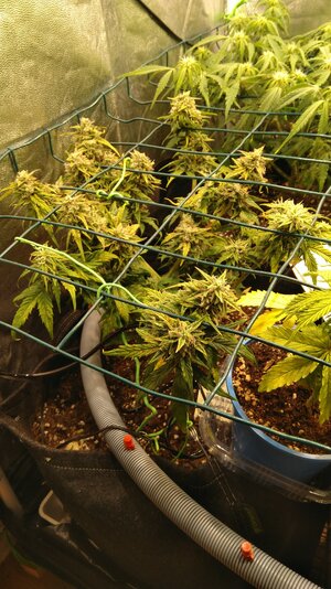 IMG_20231125_065632.jpg IMG_20231125_065632.jpg