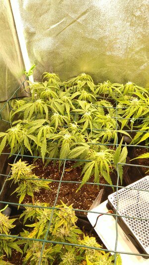 IMG_20231125_065638.jpg IMG_20231125_065638.jpg