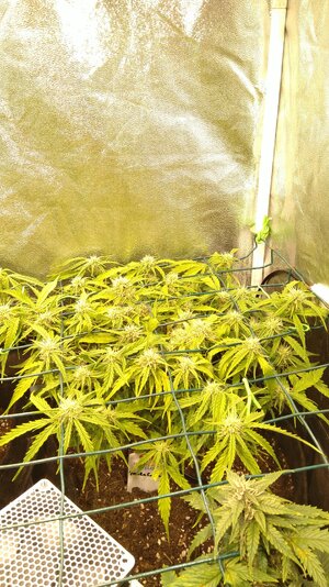 IMG_20231125_065645.jpg IMG_20231125_065645.jpg