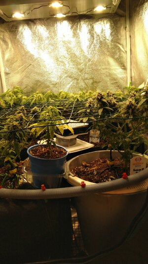 IMG_20231125_065658.jpg IMG_20231125_065658.jpg