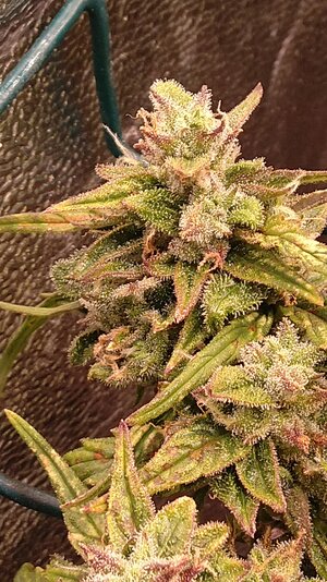 IMG_20231125_065720.jpg IMG_20231125_065720.jpg