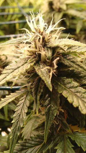 IMG_20231125_065746.jpg IMG_20231125_065746.jpg