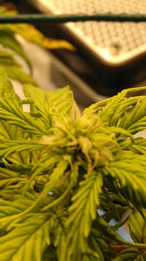 IMG_20231125_065815.jpg IMG_20231125_065815.jpg