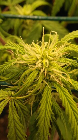 IMG_20231125_065853.jpg IMG_20231125_065853.jpg