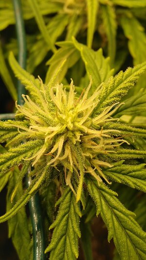 IMG_20231125_065901.jpg IMG_20231125_065901.jpg