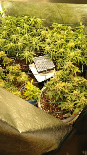 IMG_20231129_071725.jpg IMG_20231129_071725.jpg