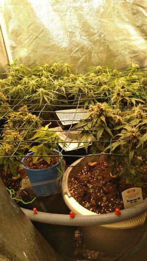 IMG_20231129_071735.jpg IMG_20231129_071735.jpg