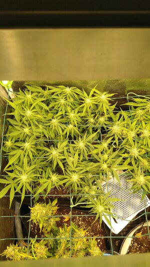 IMG_20231129_072022.jpg IMG_20231129_072022.jpg