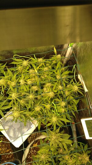 IMG_20231129_072030.jpg IMG_20231129_072030.jpg