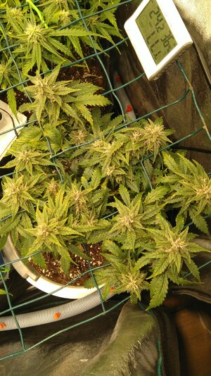 IMG_20231129_072035.jpg IMG_20231129_072035.jpg