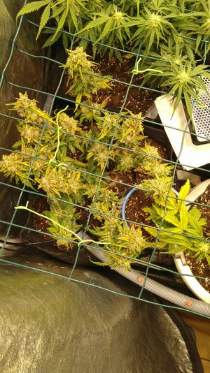 IMG_20231129_072041.jpg IMG_20231129_072041.jpg