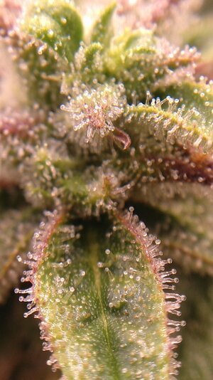 IMG_20231202_070926.jpg IMG_20231202_070926.jpg