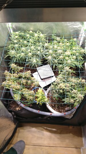 IMG_20231202_071003.jpg IMG_20231202_071003.jpg