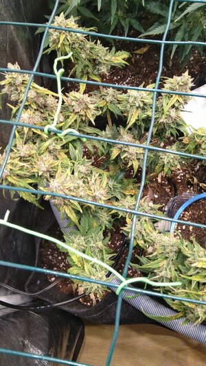 IMG_20231202_071008.jpg IMG_20231202_071008.jpg