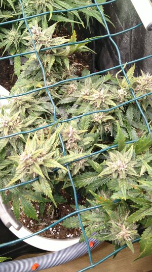 IMG_20231202_071011.jpg IMG_20231202_071011.jpg