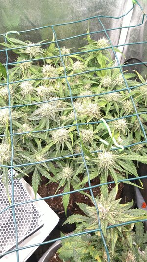 IMG_20231202_071016.jpg IMG_20231202_071016.jpg