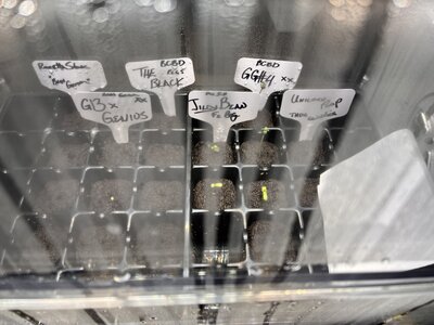 IMG_9934.jpeg IMG_9934.jpeg