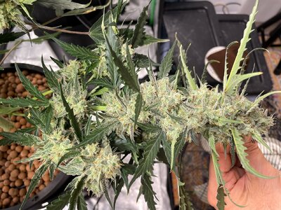 blackberry gum - 1.jpeg