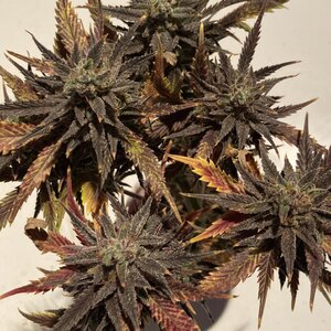 IMG_4117.jpeg IMG_4117.jpeg