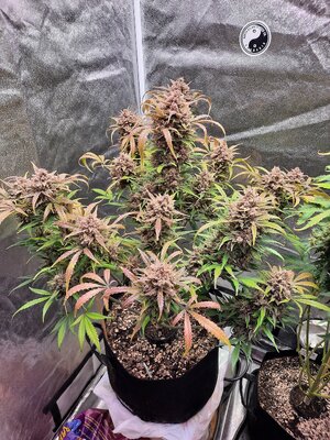 20240116_201135.jpg 20240116_201135.jpg