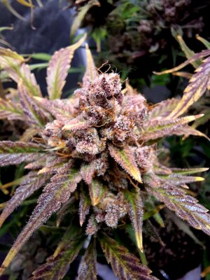 20240116_201618.jpg 20240116_201618.jpg