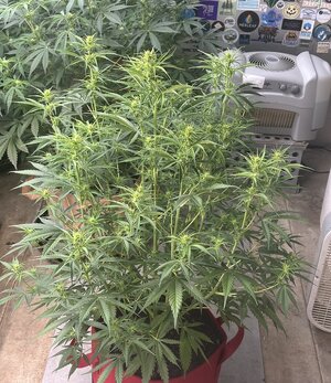 wmd 2-11-24 - Copy.jpeg