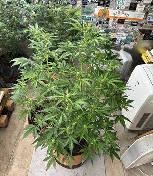 sodk #2 2-19-24 - Copy.jpeg