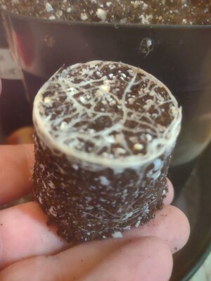 IMG_20240223_163438866.jpg IMG_20240223_163438866.jpg