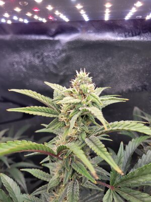 20240317_181253.jpg 20240317_181253.jpg