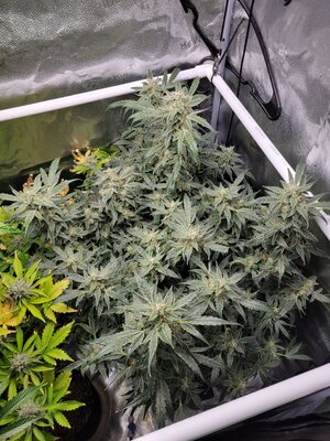 20240317_181327.jpg 20240317_181327.jpg