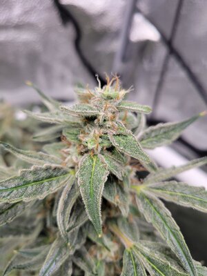 20240317_181323.jpg 20240317_181323.jpg