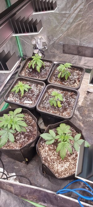 20240324_174406.jpg 20240324_174406.jpg