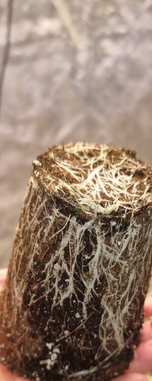 20240323_173209.jpg 20240323_173209.jpg