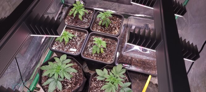 20240325_171907.jpg 20240325_171907.jpg