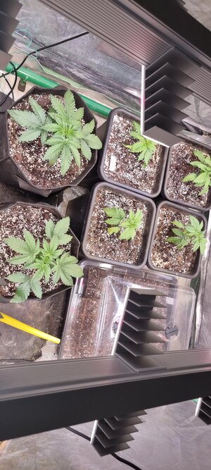 20240325_171901.jpg 20240325_171901.jpg