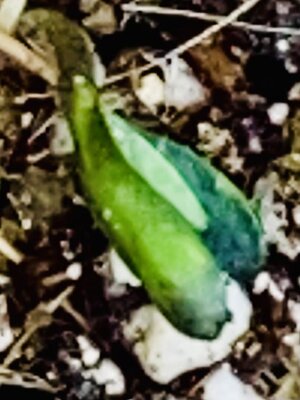 stawbanana2days old.jpg