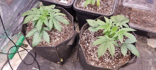 20240326_172332.jpg 20240326_172332.jpg