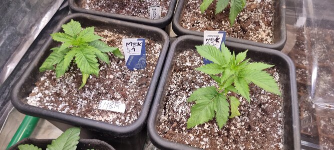 20240326_172326.jpg 20240326_172326.jpg