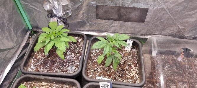 20240326_172323.jpg 20240326_172323.jpg